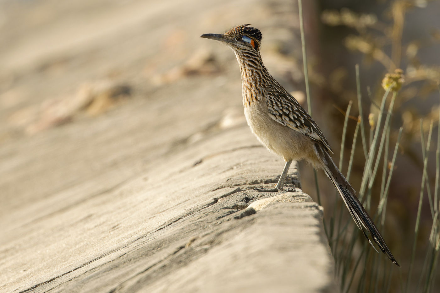 Greater roadrunner © Joachim Bertrands