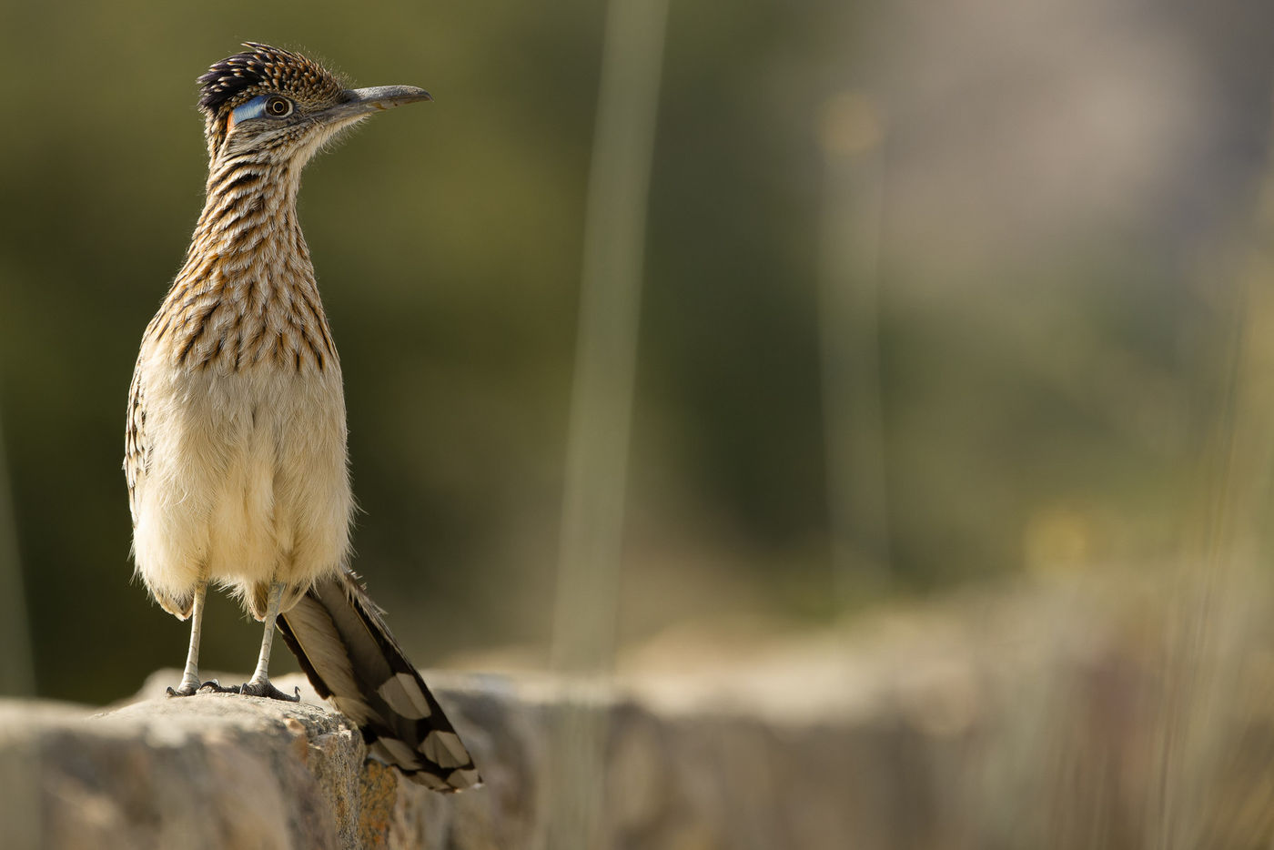 Greater roadrunner © Joachim Bertrands