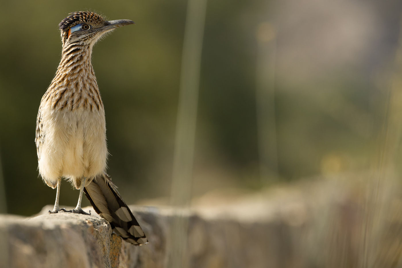 Greater roadrunner © Joachim Bertrands