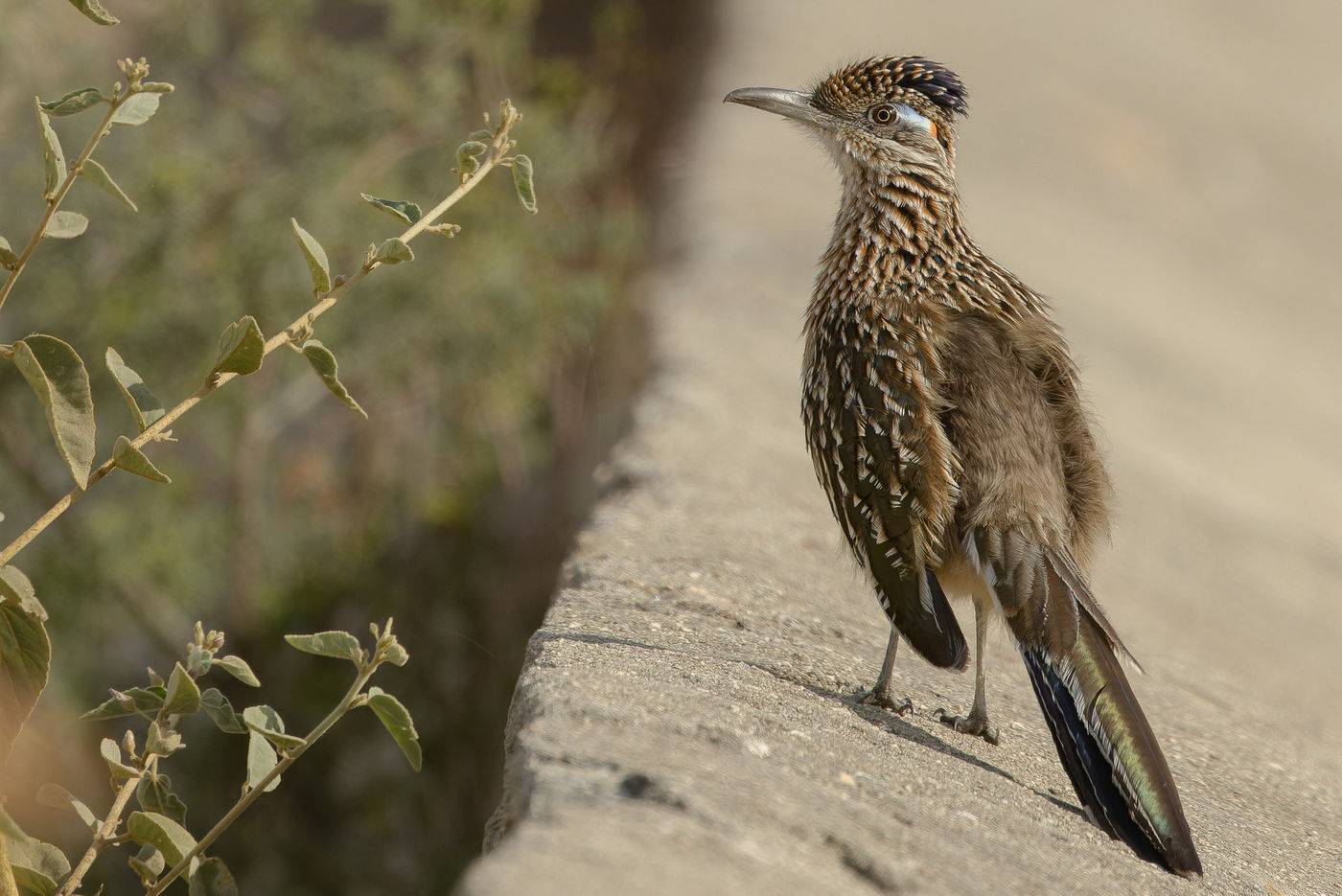 Greater roadrunner © Joachim Bertrands