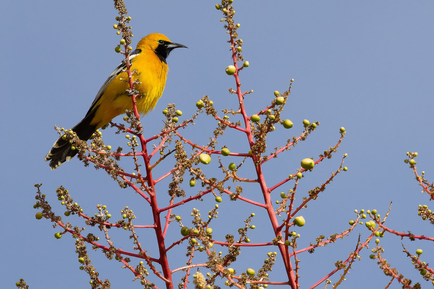 Hooded oriole © Joachim Bertrands