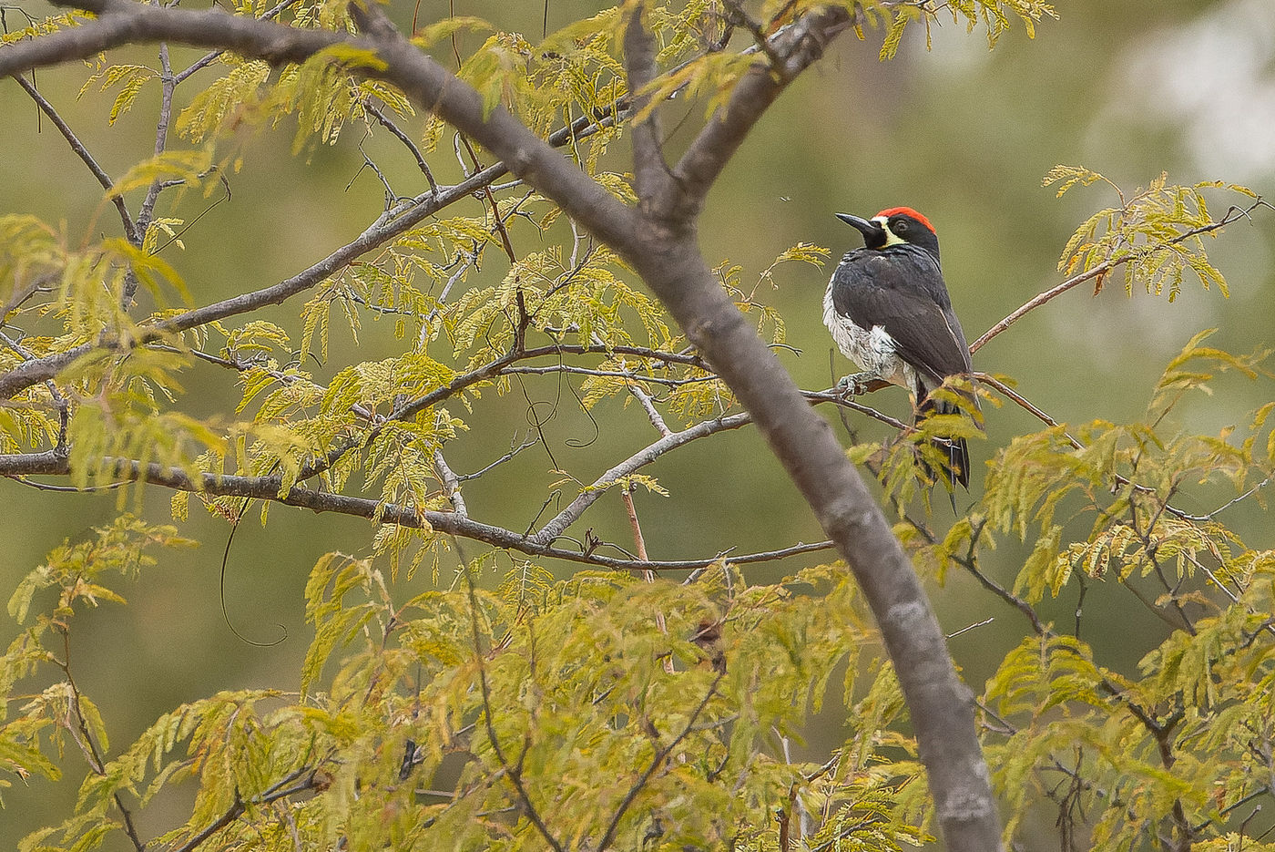 Acorn woodpecker © Joachim Bertrands