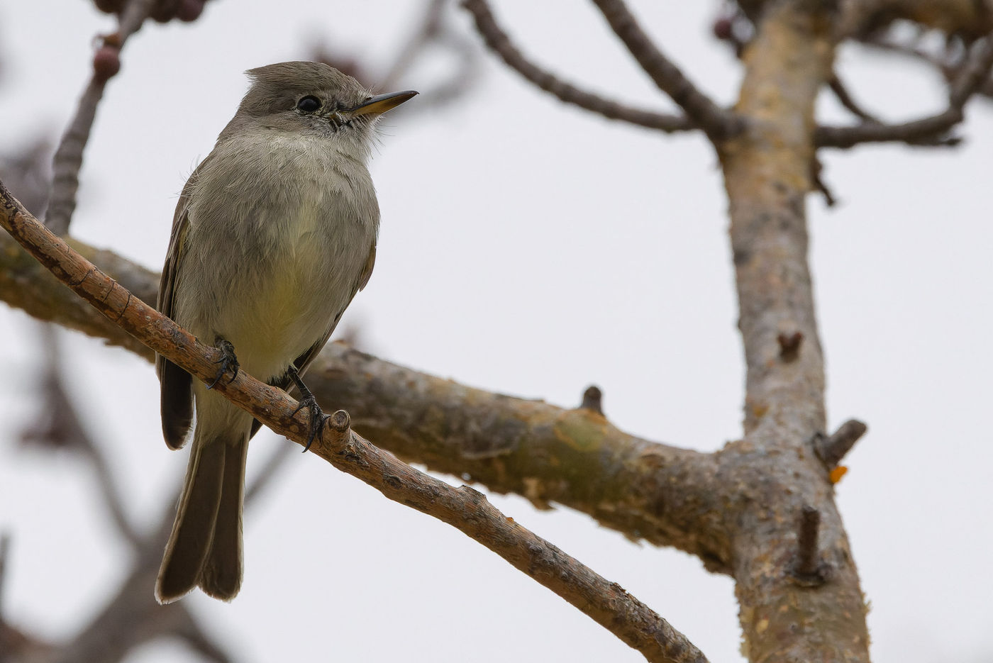 Gray flycatcher © Joachim Bertrands