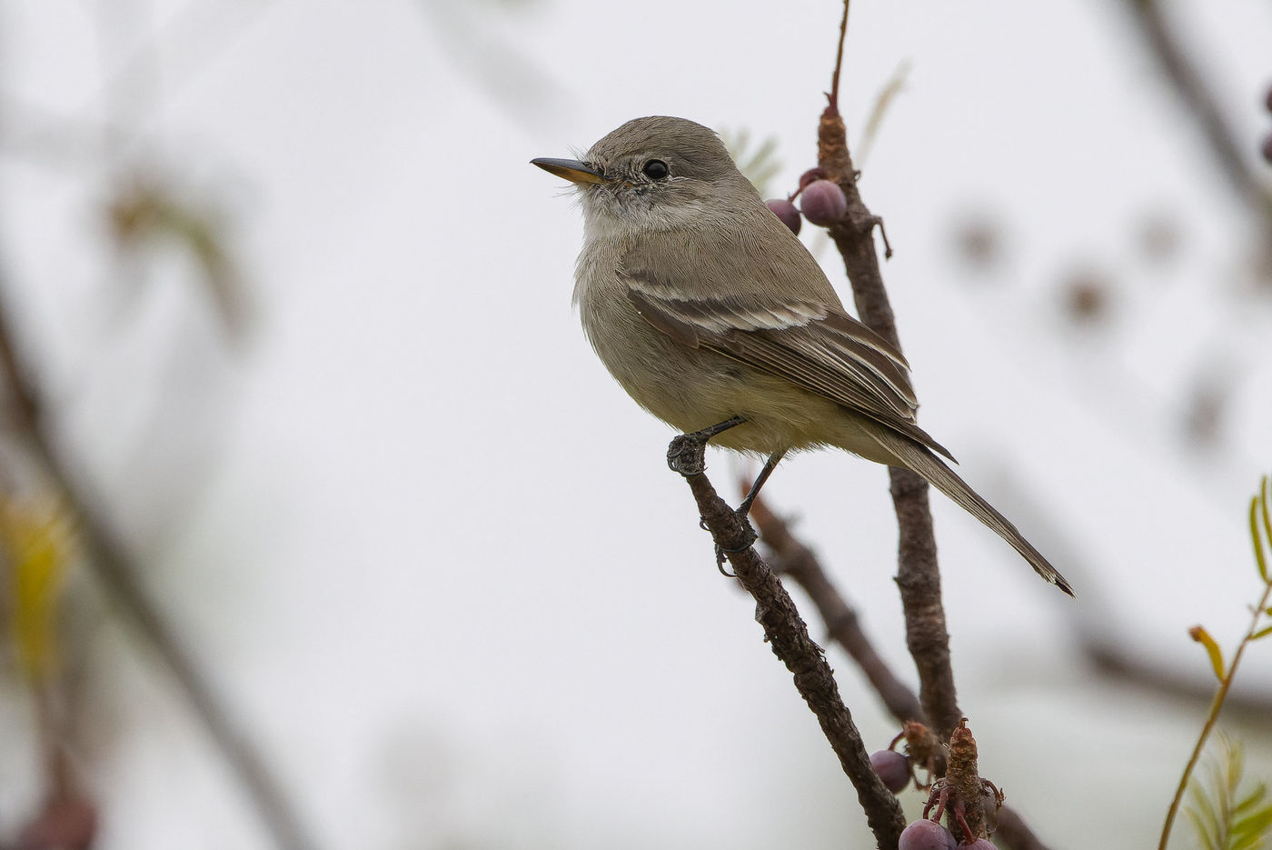 Gray flycatcher © Joachim Bertrands