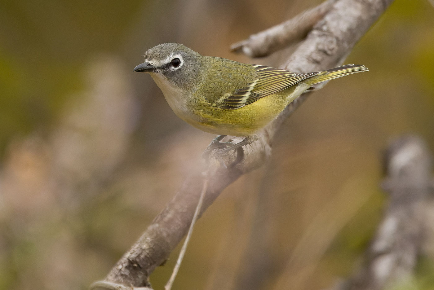  'San Lucas' Cassin's vireo © Joachim Bertrands