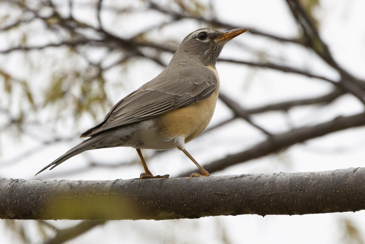 'San Lucas' American robin © Joachim Bertrands
