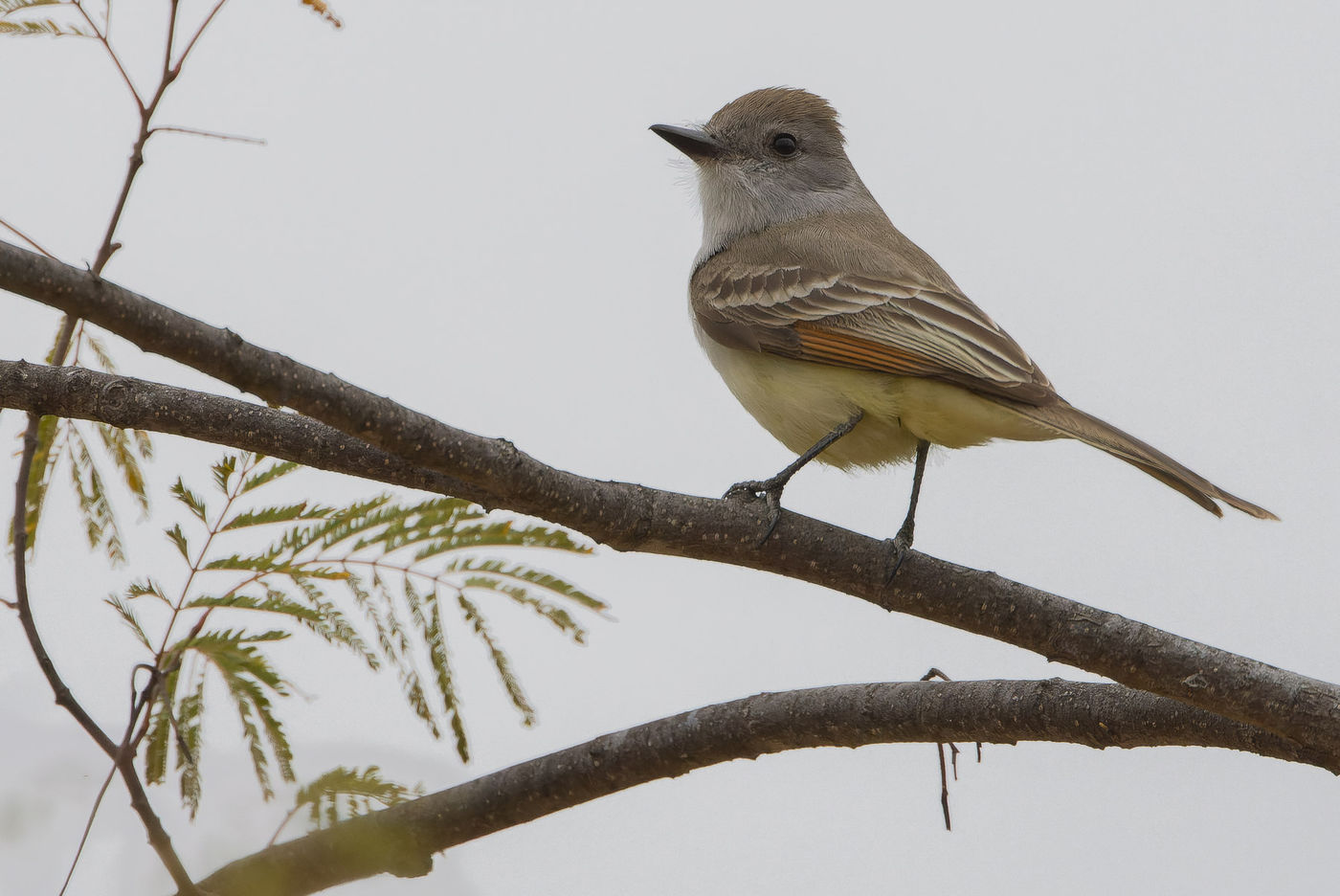 Ash-throated flycatcher © Joachim Bertrands