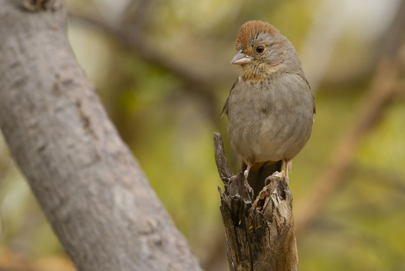 California towhee © Joachim Bertrands