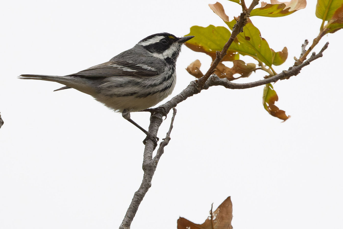 Black-throated gray warbler © Joachim Bertrands
