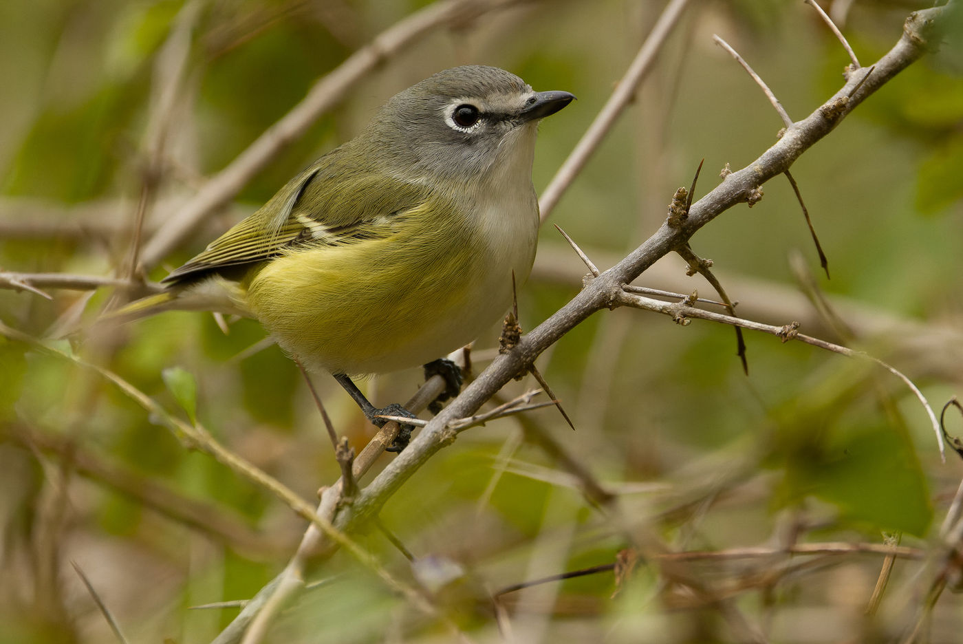 'San Lucas' Cassin's vireo © Joachim Bertrands