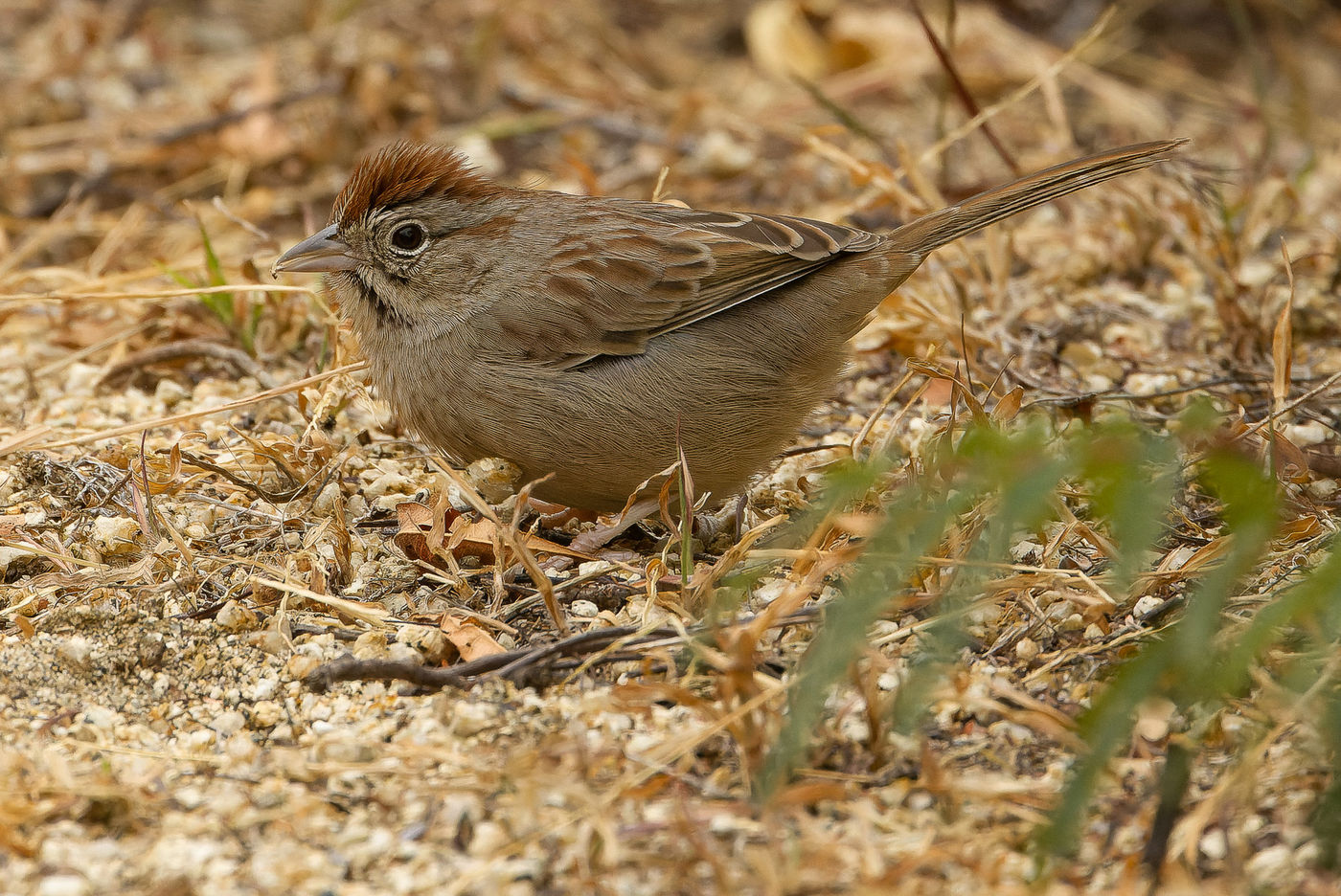 Rufous-crowned sparrow © Joachim Bertrands