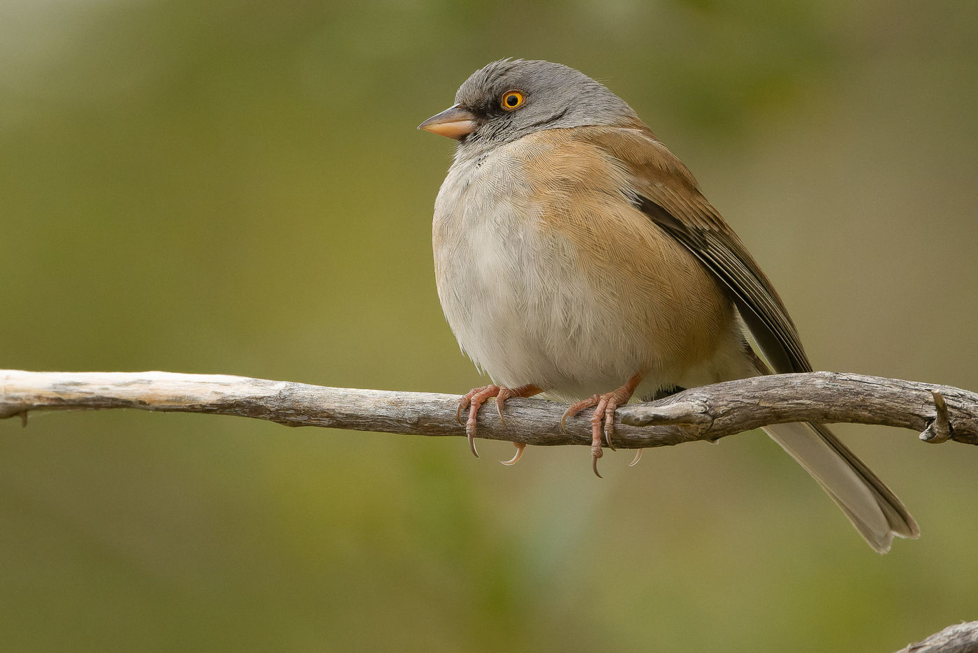 Baird's junco © Joachim Bertrands