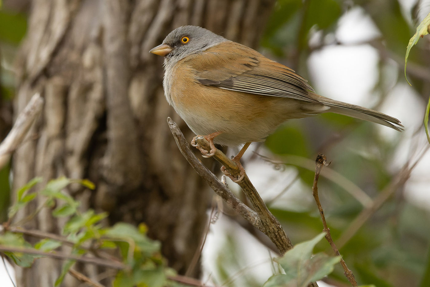 Baird's junco © Joachim Bertrands