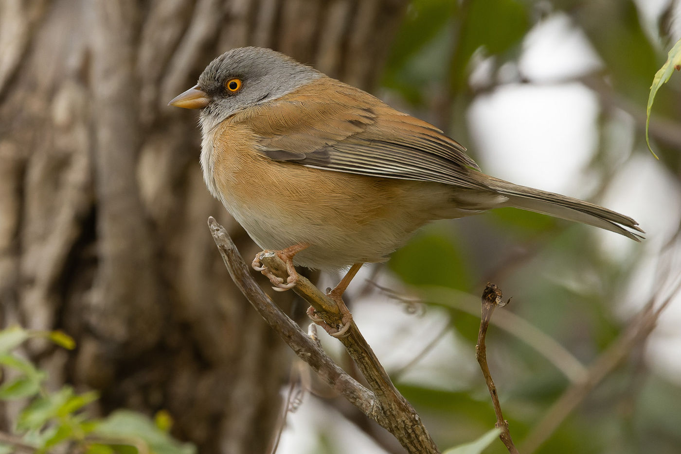Baird's junco © Joachim Bertrands