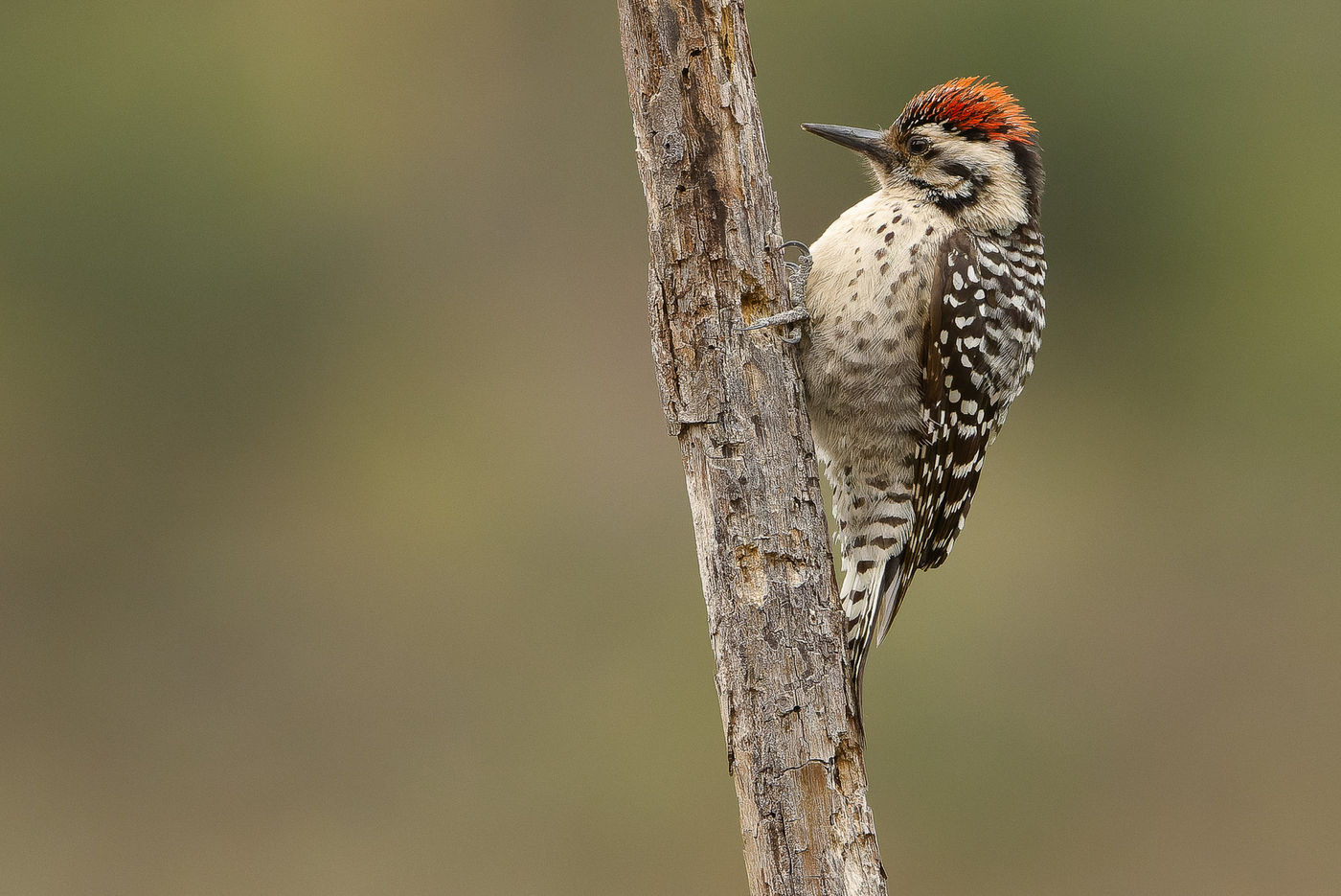 Ladder-backed woodpecker © Joachim Bertrands