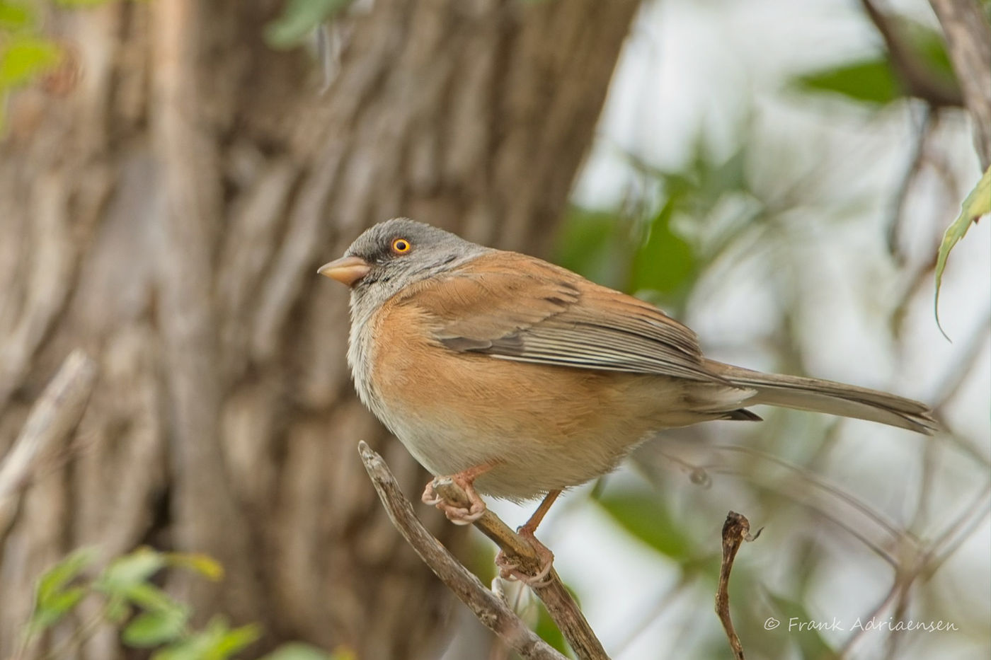  Baird's junco © Frank Adriaensen