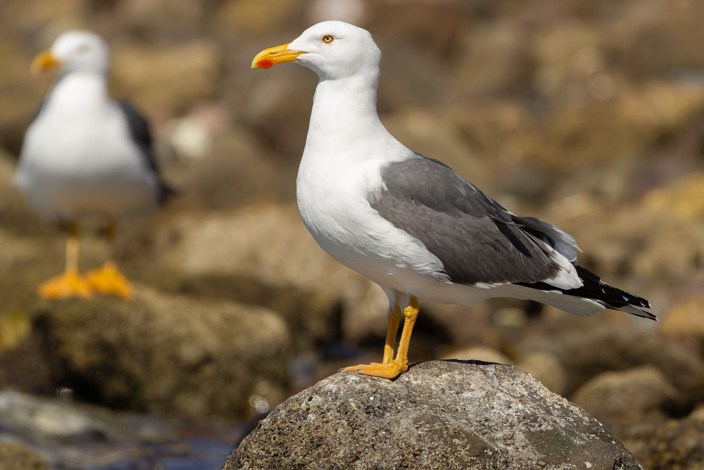 Yellow-footed gull © Joachim Bertrands