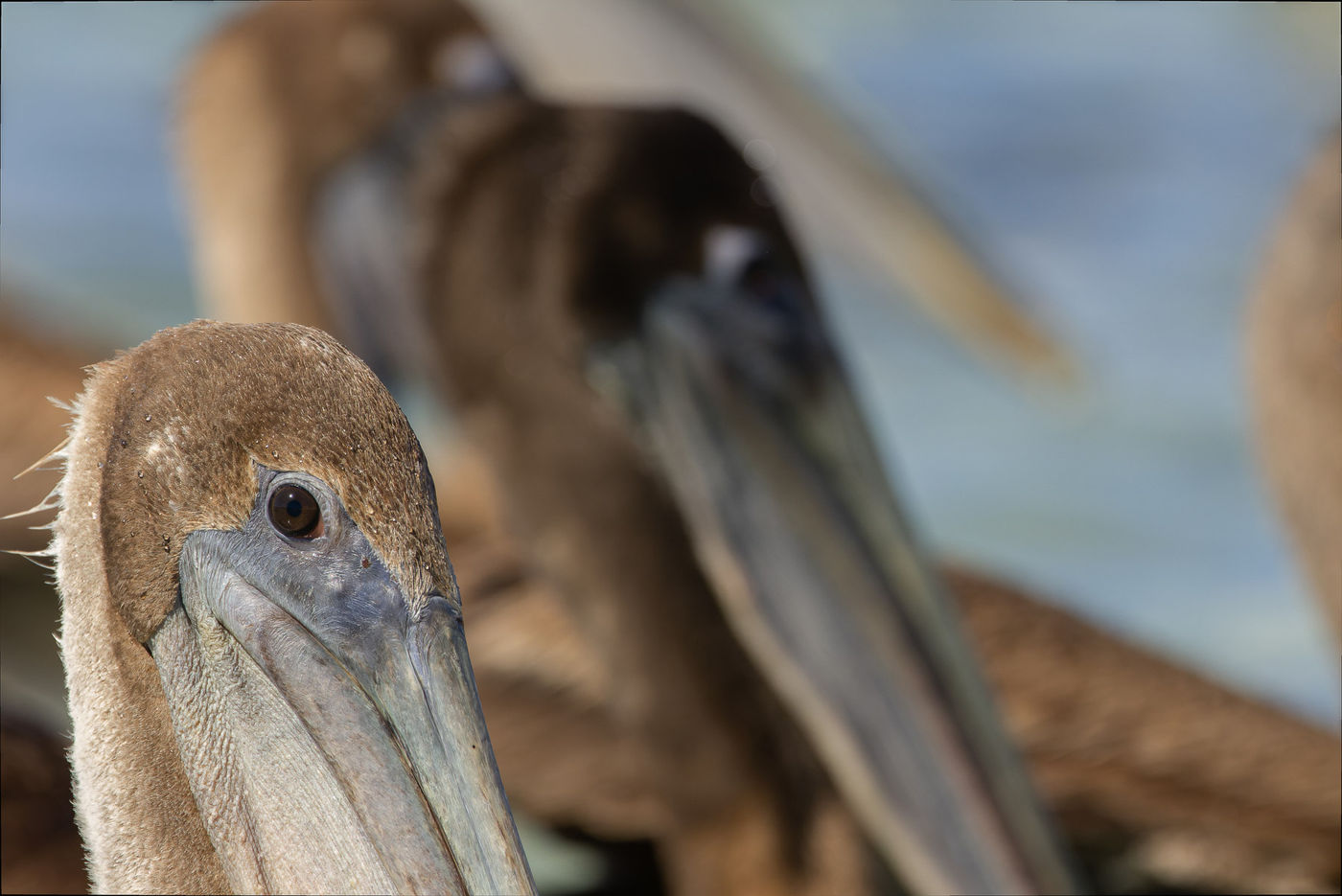 Brown pelican © Joachim Bertrands