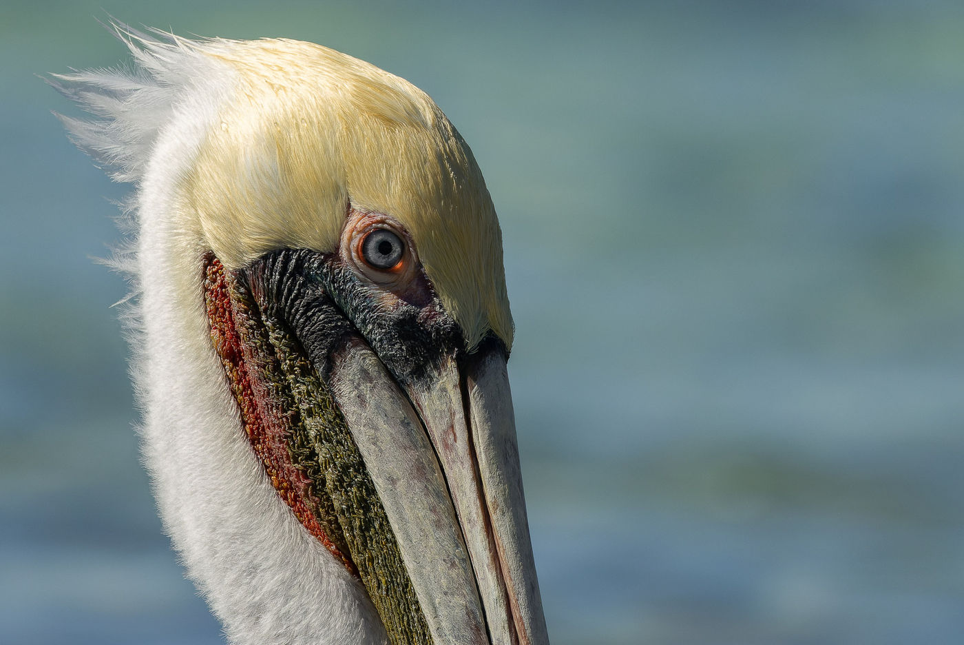Brown pelican © Joachim Bertrands