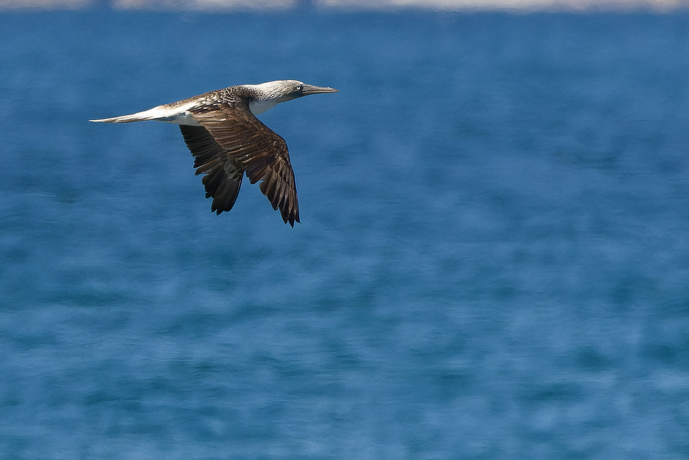 Blue-footed booby © Joachim Bertrands