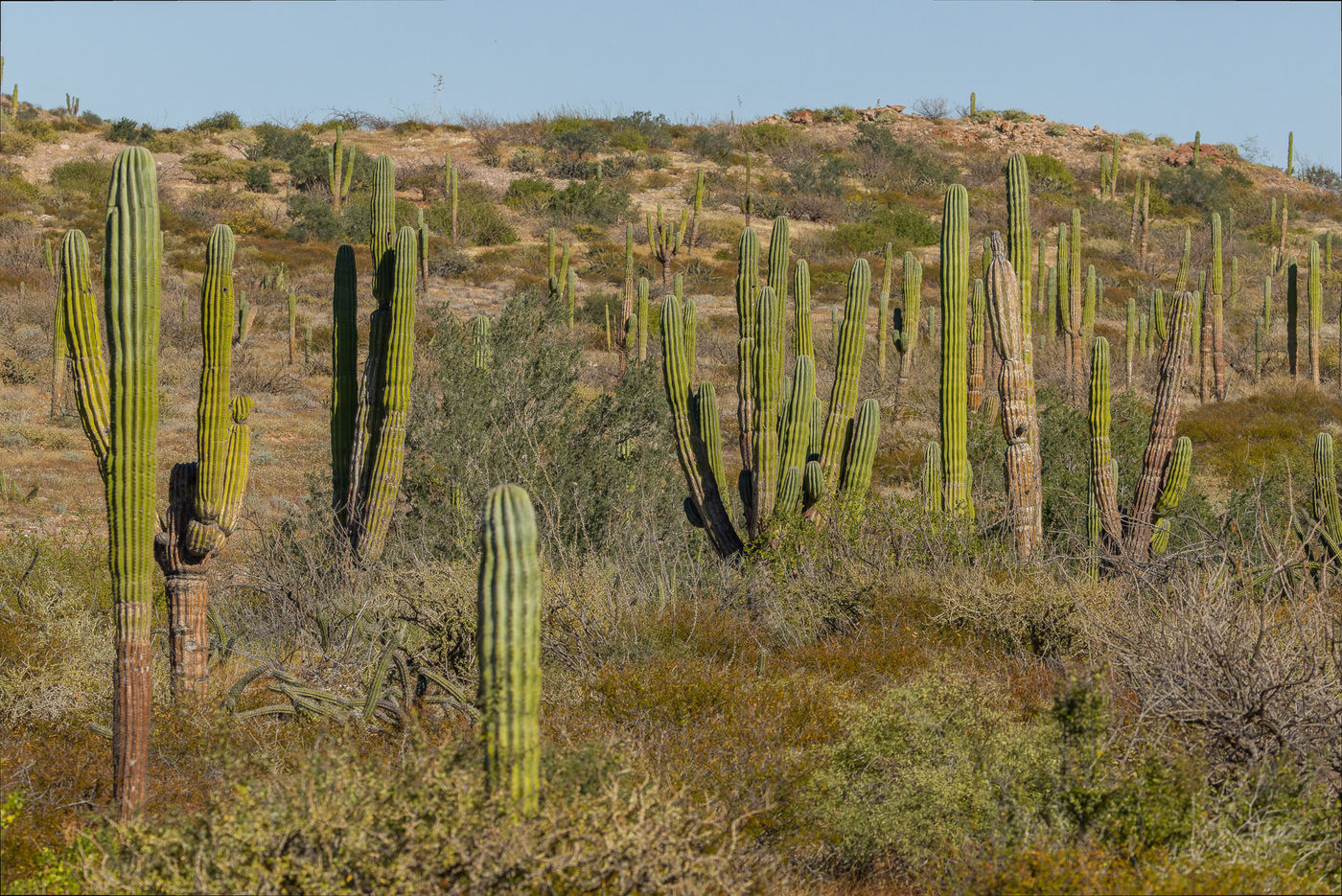 Landschap Baja © Joachim Bertrands