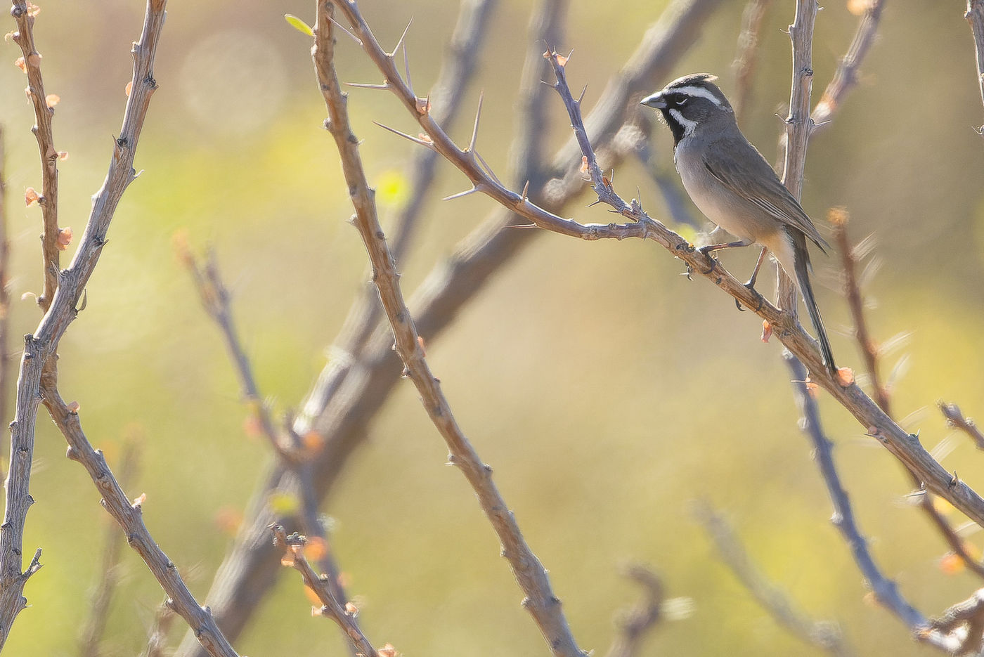Black-throated sparrow © Joachim Bertrands