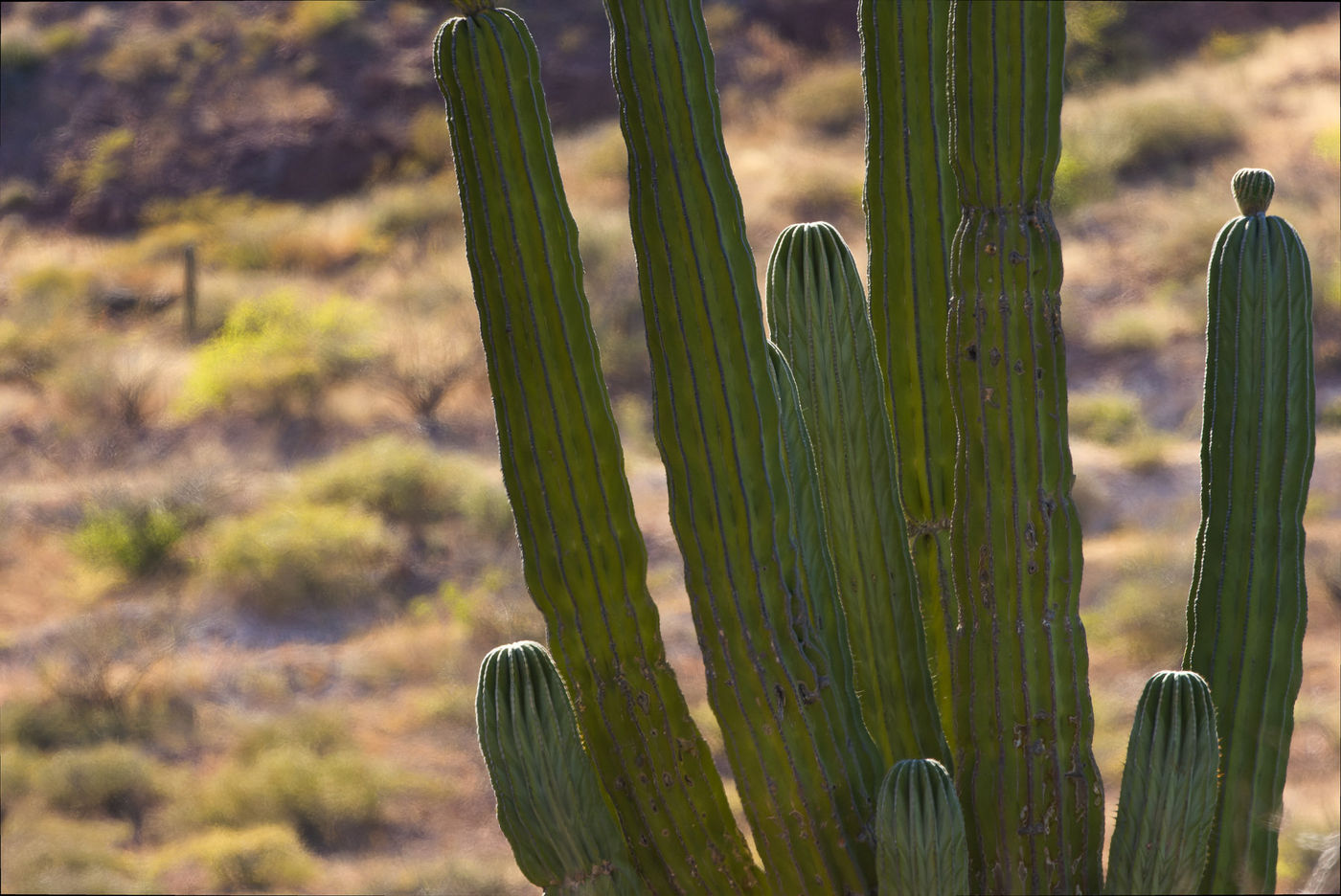 Cactussen net buiten La Paz © Joachim Bertrands