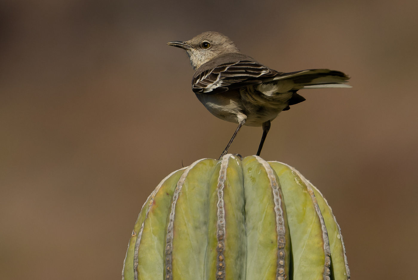 Northern mockingbird © Joachim Bertrands