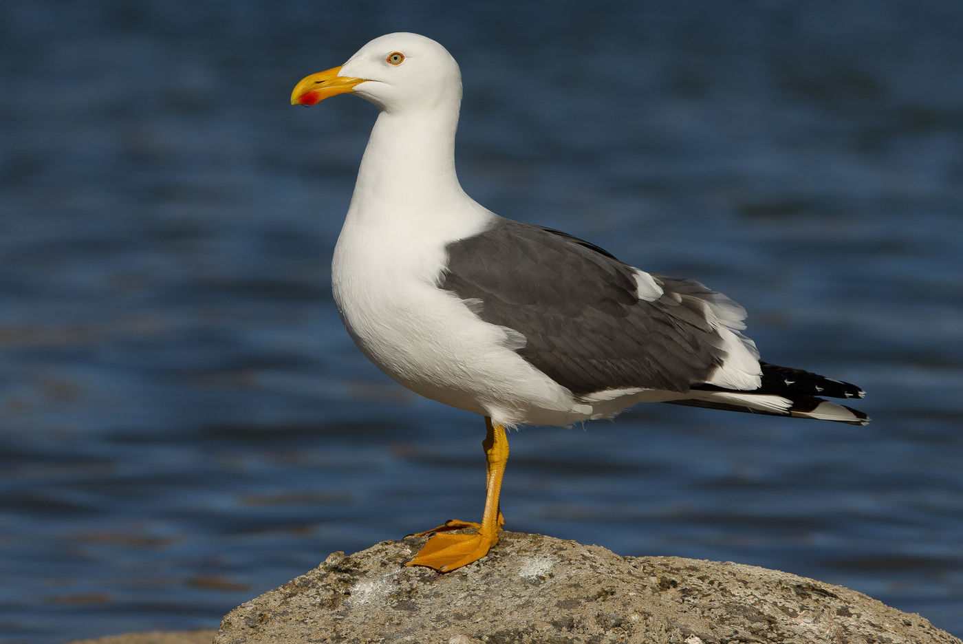Yellow-footed gull © Joachim Bertrands