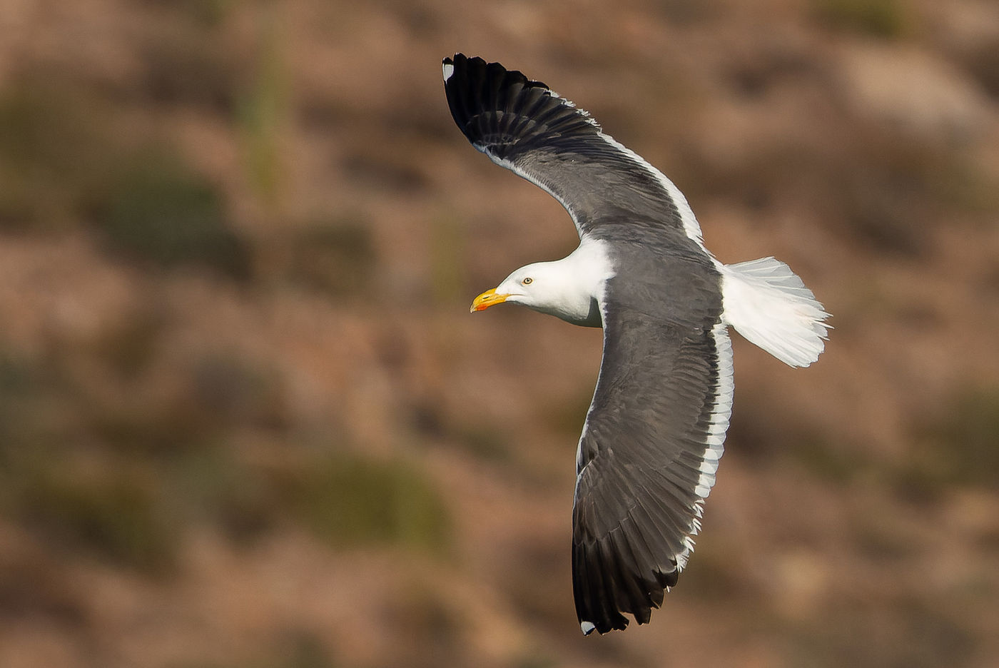 Yellow-footed gull © Joachim Bertrands