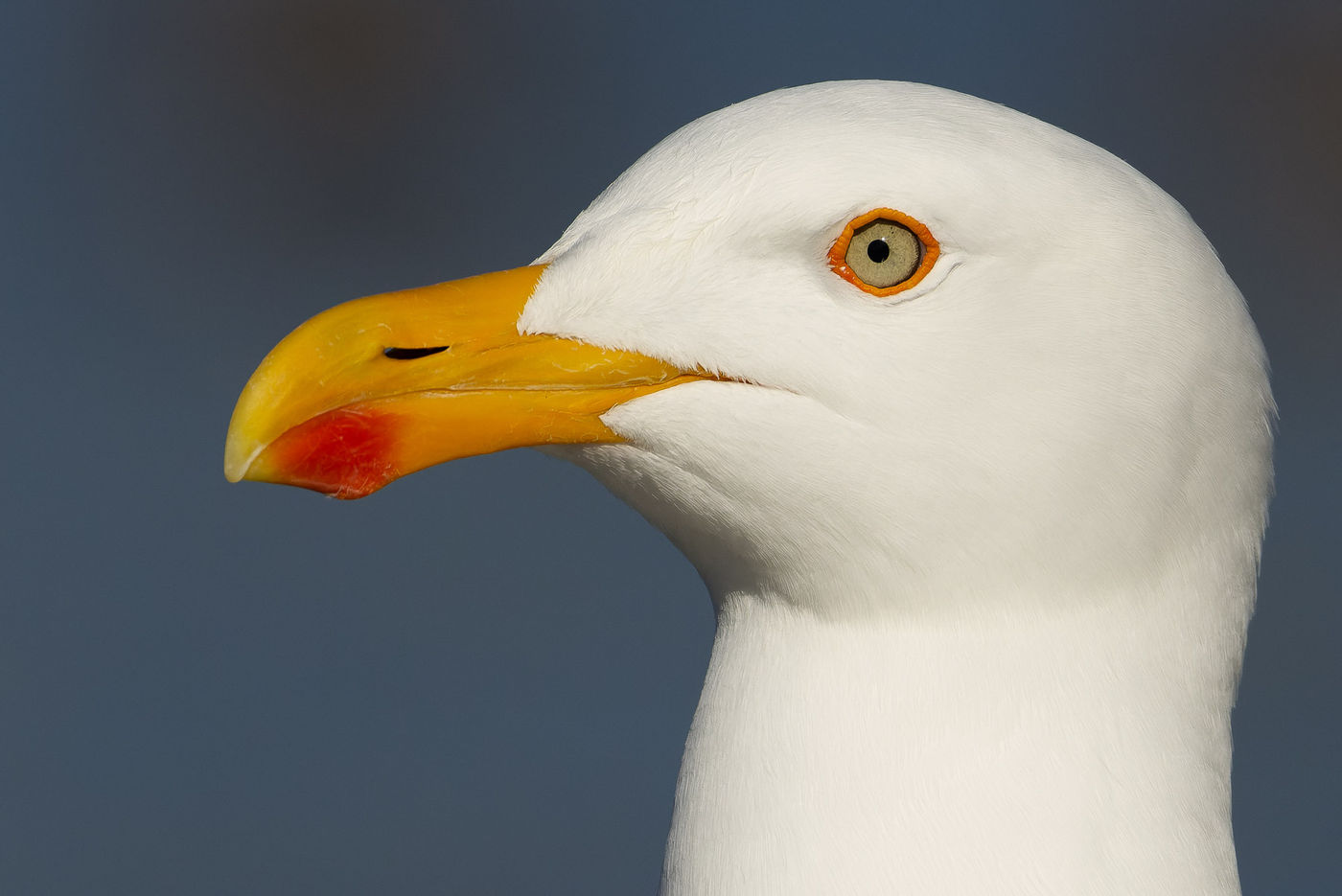 Yellow-footed gull © Joachim Bertrands