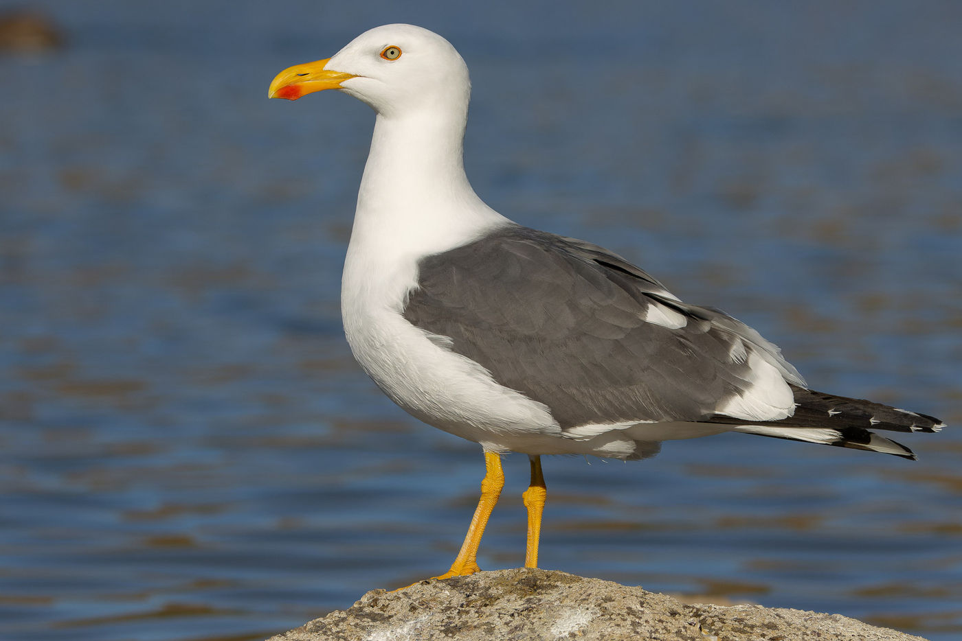 Yellow-footed gull © Joachim Bertrands