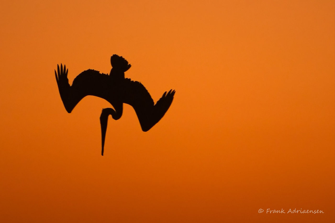 Brown pelican duikt naar prooi © Frank Adriaensen