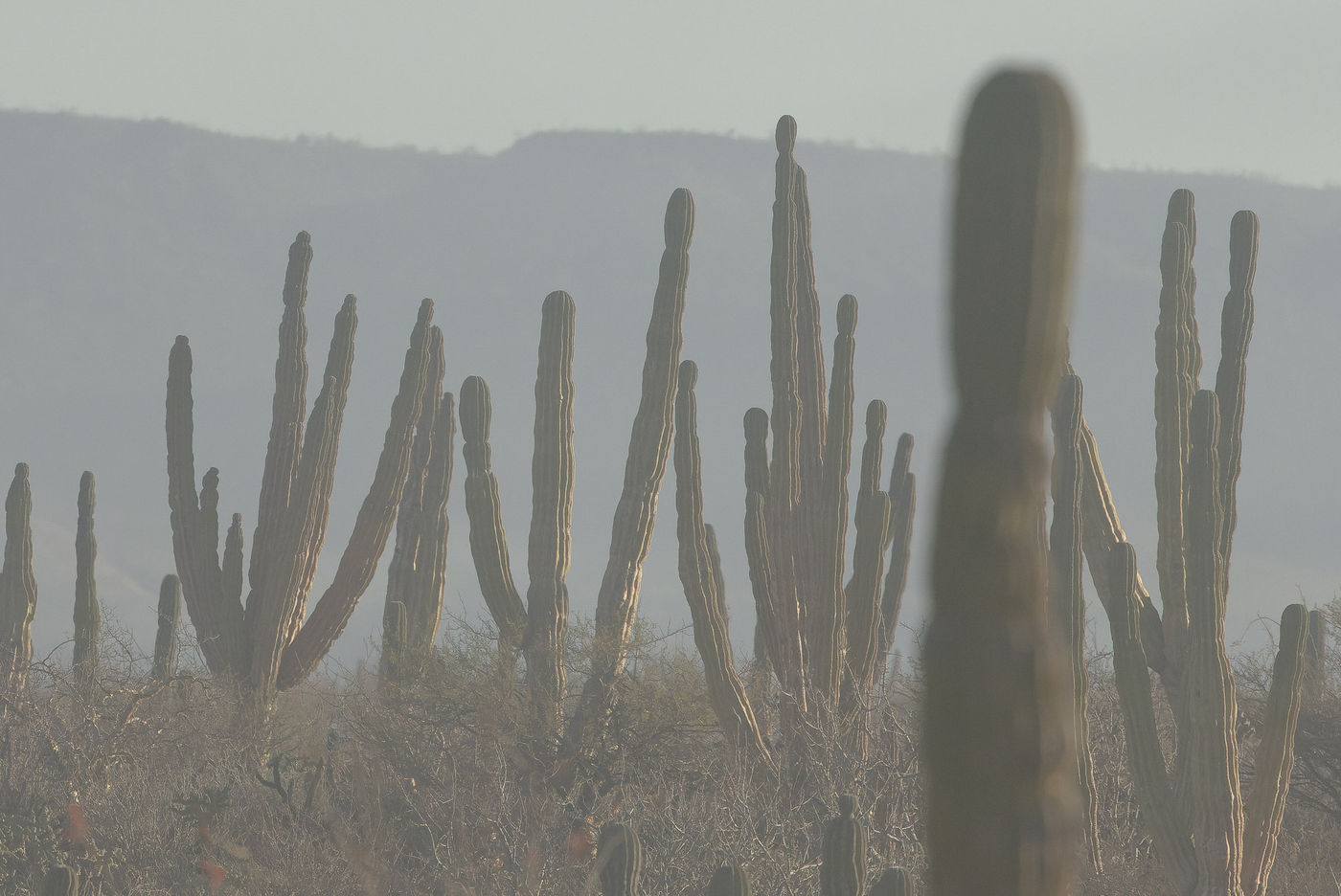 Landschap Baja © Joachim Bertrands