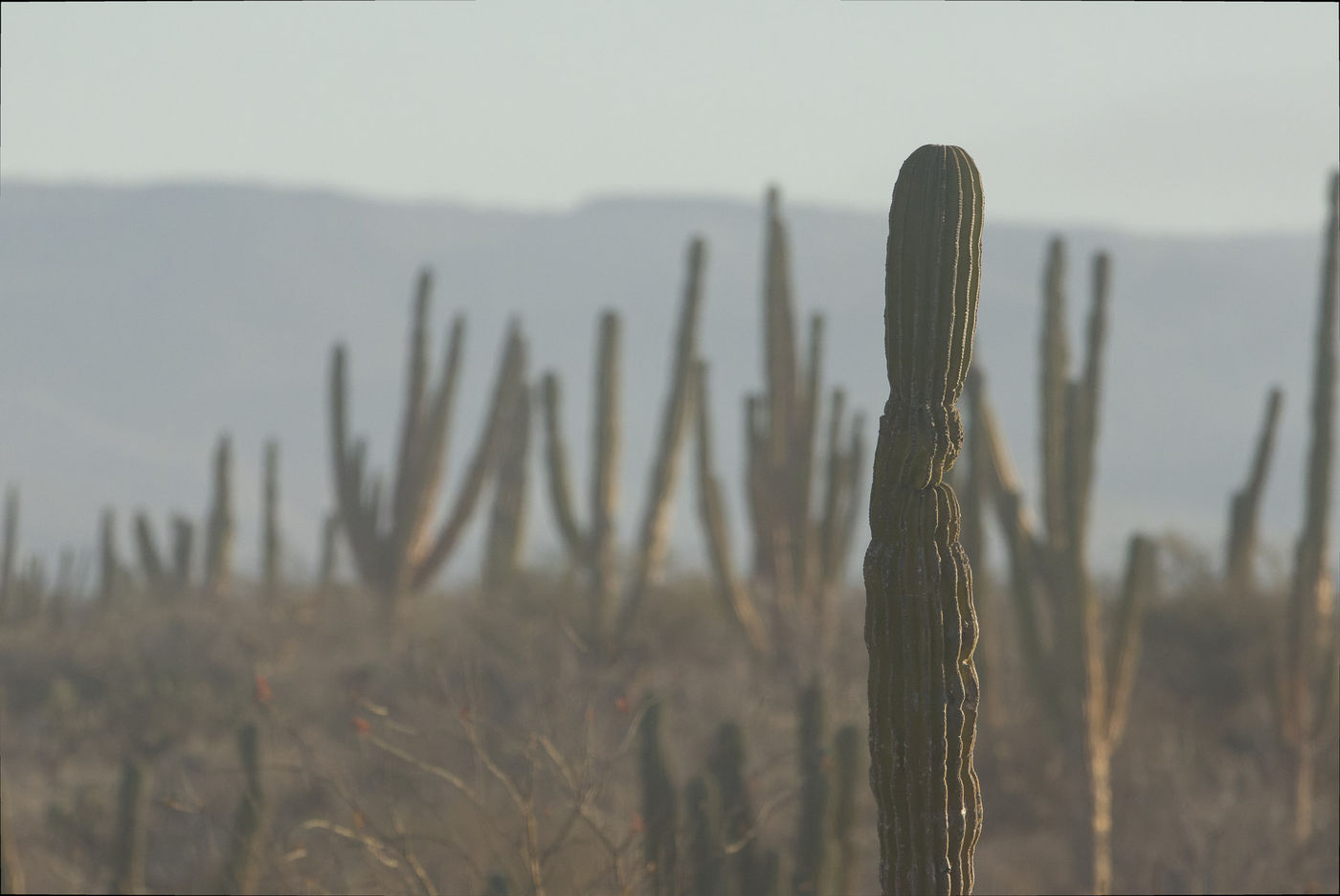 Landschap Baja © Joachim Bertrands