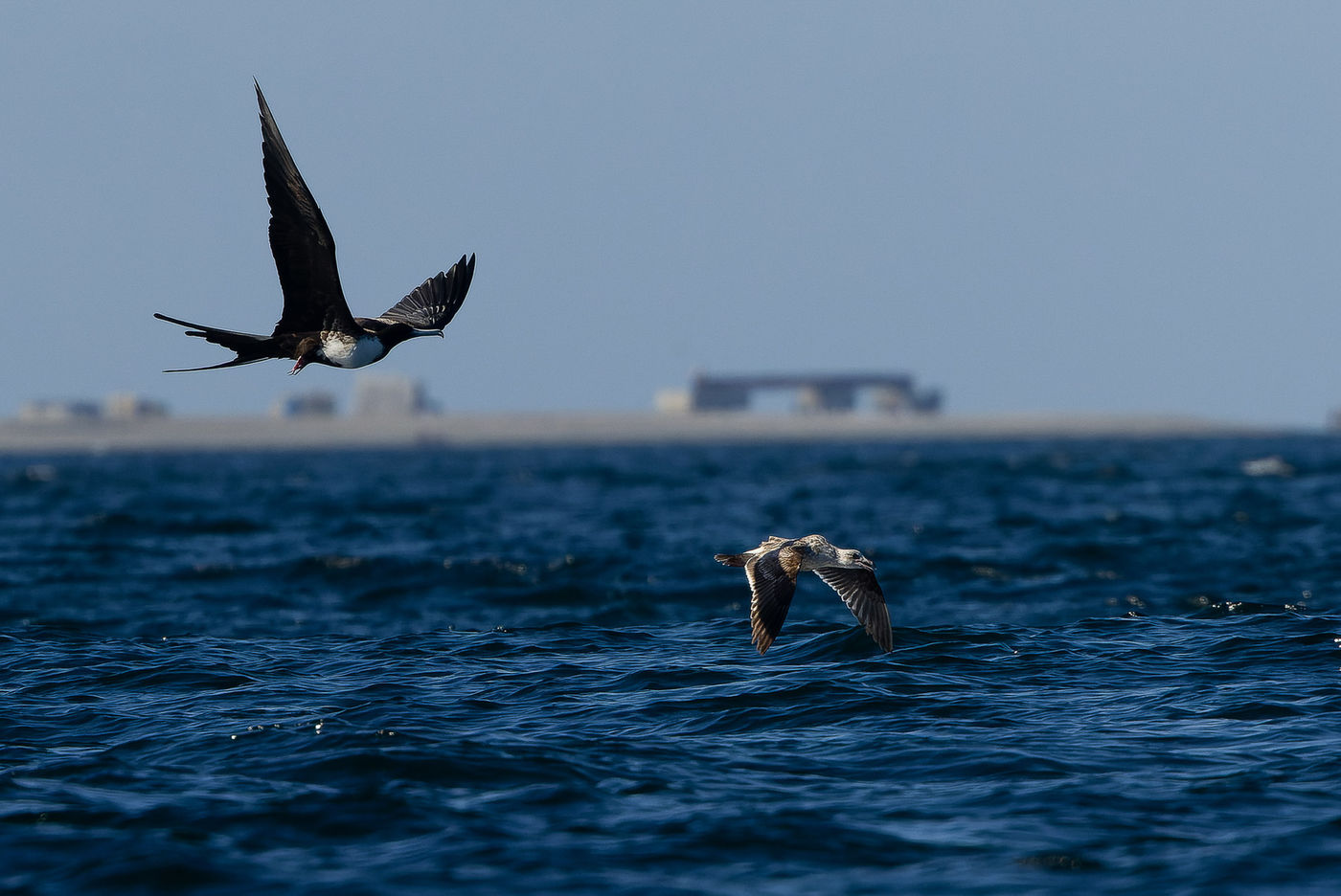 Magnificent frigatebird © Joachim Bertrands
