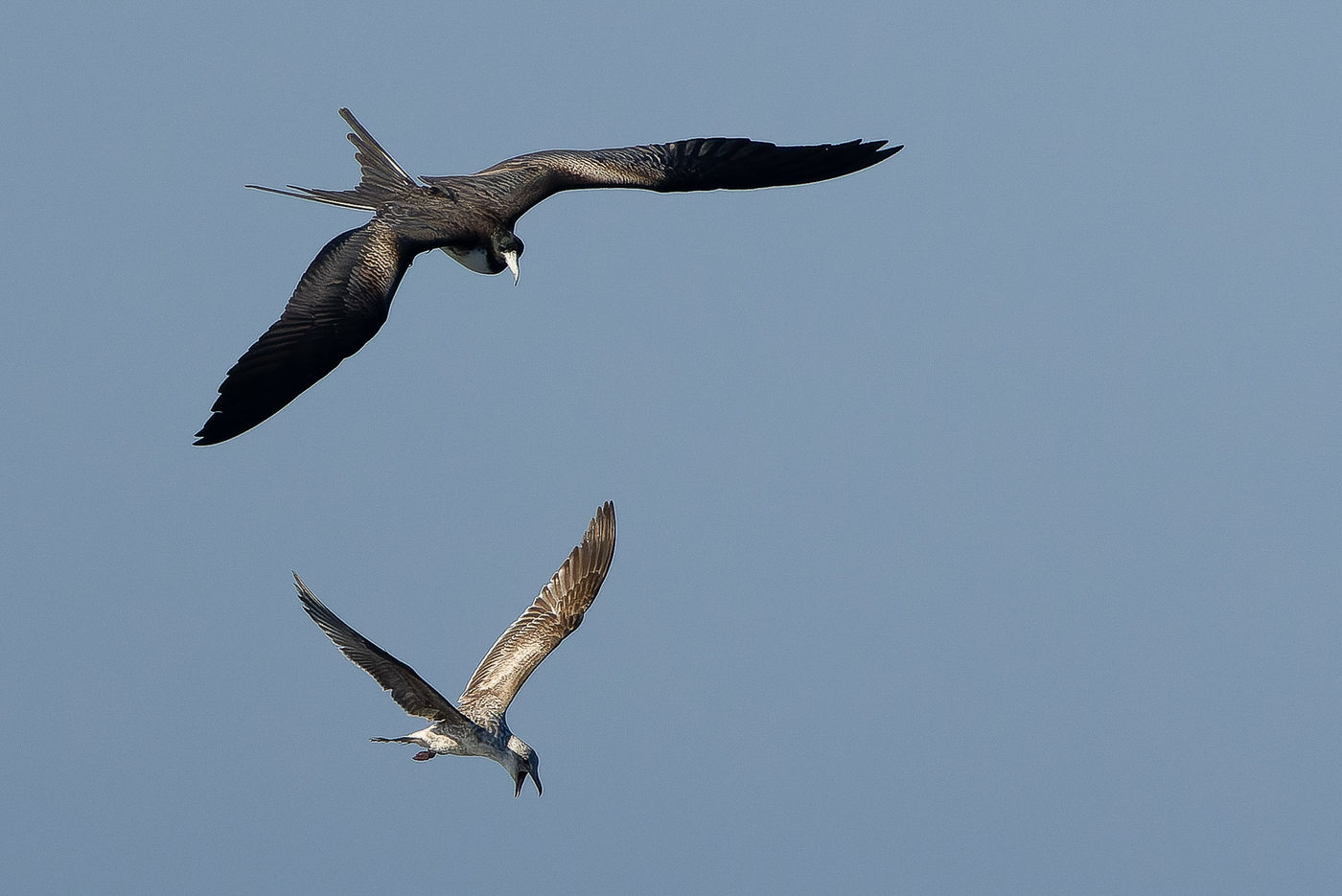 Magnificent frigatebird © Joachim Bertrands