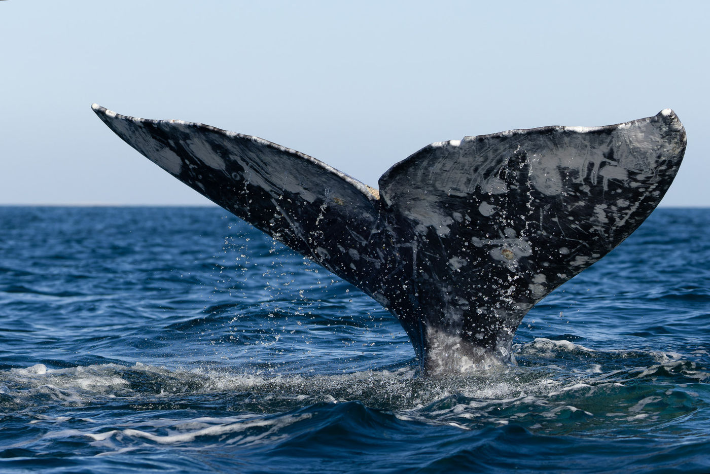 Grijze walvis © Joachim Bertrands