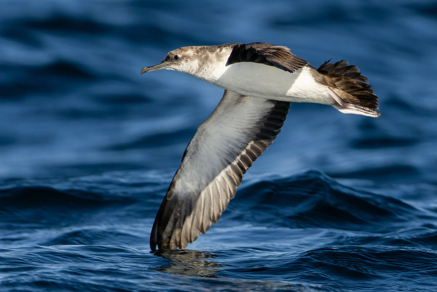 Black-vented shearwater © Joachim Bertrands