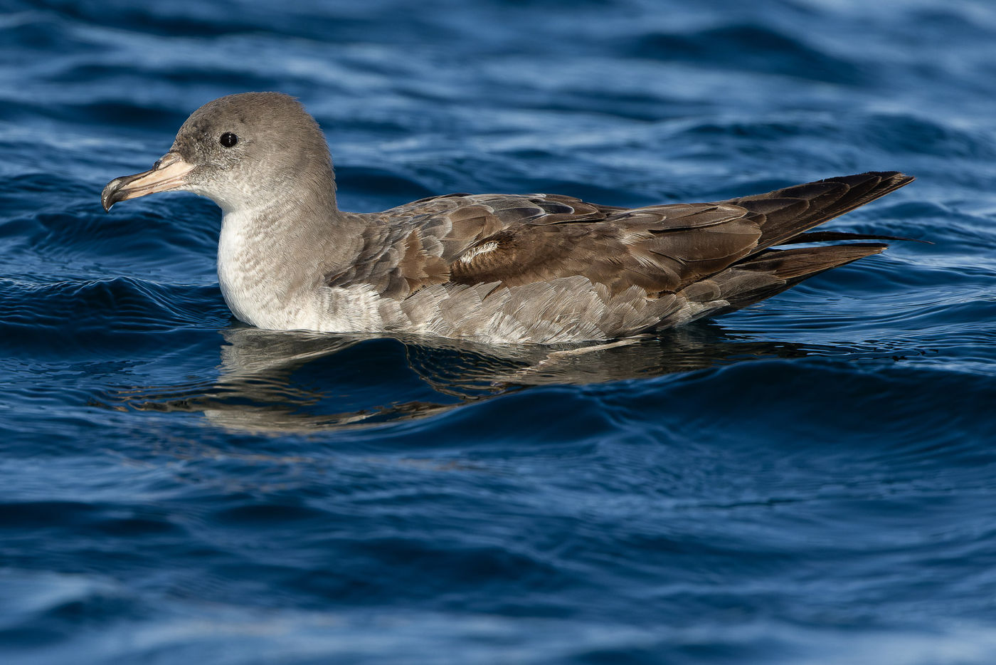 Pink-footed shearwater © Joachim Bertrands