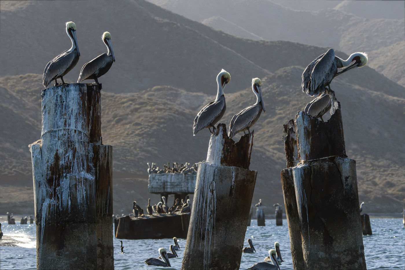 Brown pelicans © Joachim Bertrands