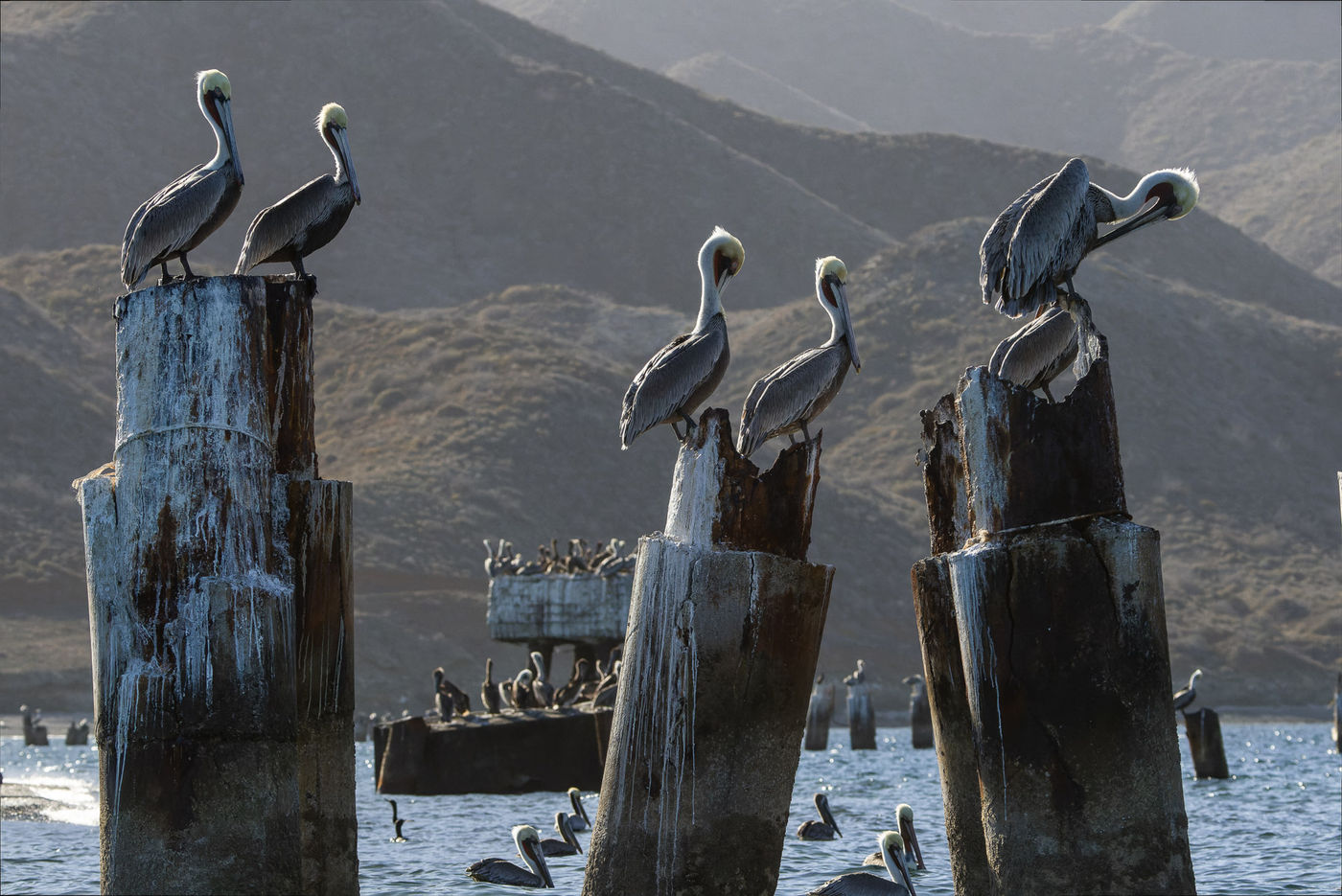 Brown pelicans © Joachim Bertrands