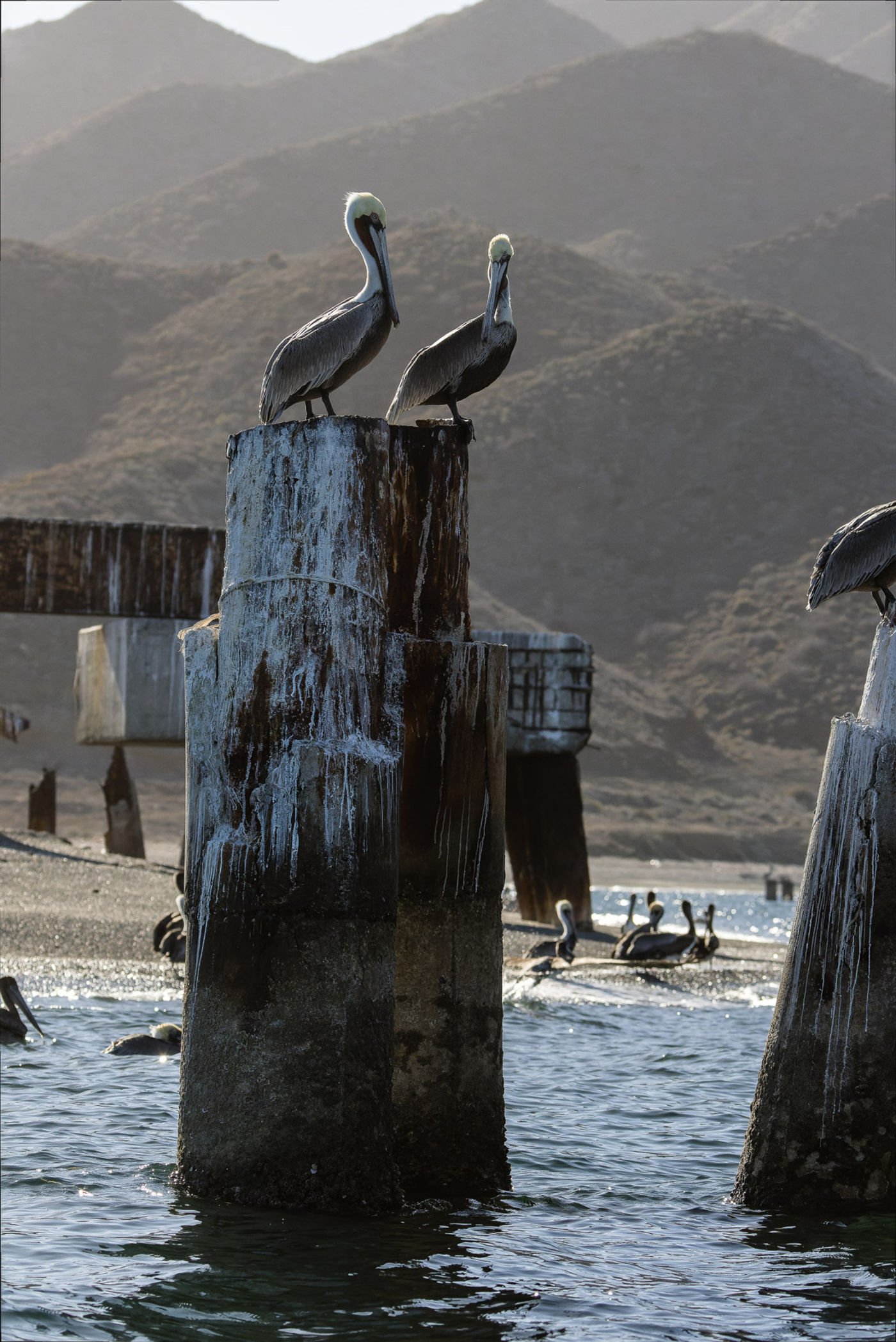 Brown pelicans © Joachim Bertrands