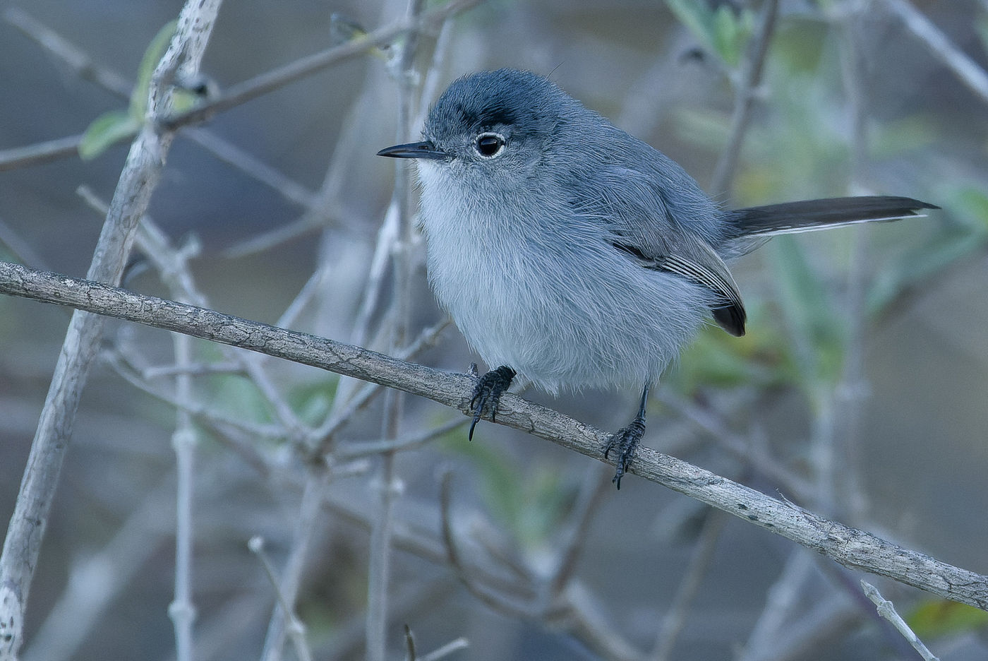 California gnatcatcher © Joachim Bertrands