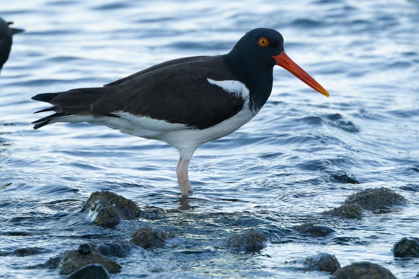 American oystercatcher © Joachim Bertrands
