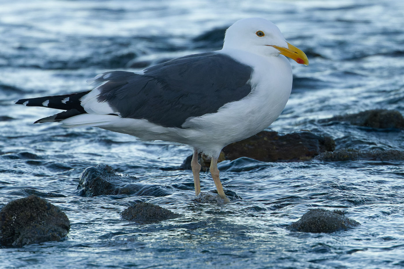 Western gull © Joachim Bertrands