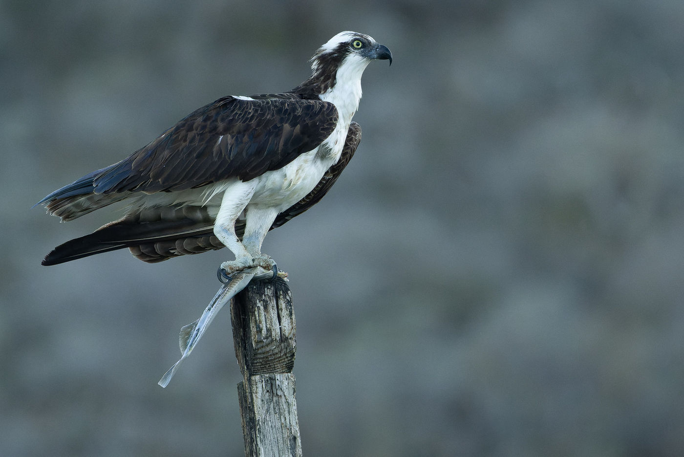 Osprey met prooi © Joachim Bertrands