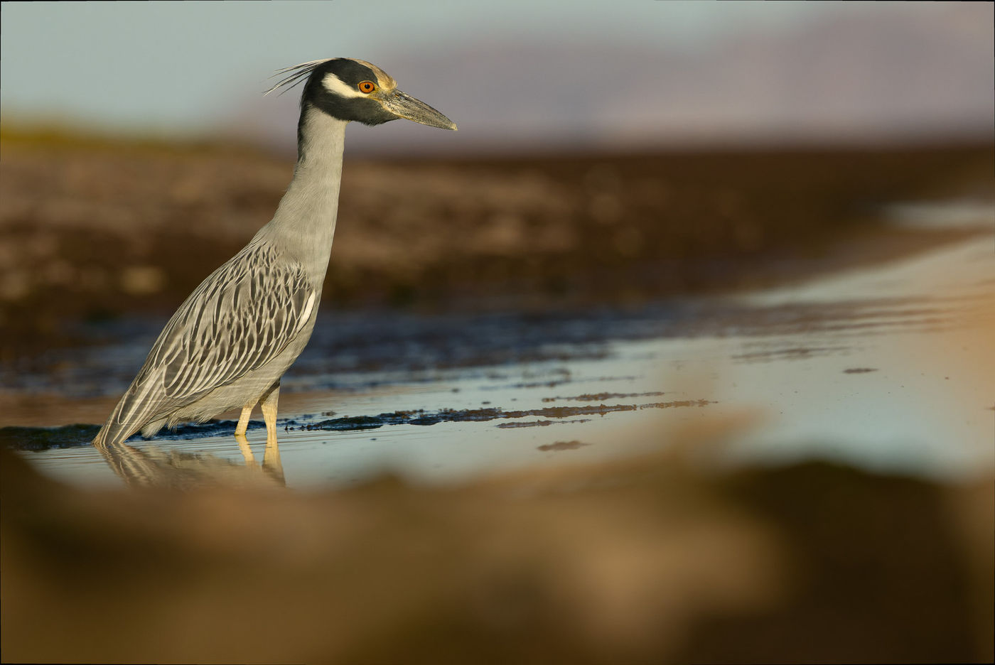 Yellow-crowned night-heron © Joachim Bertrands