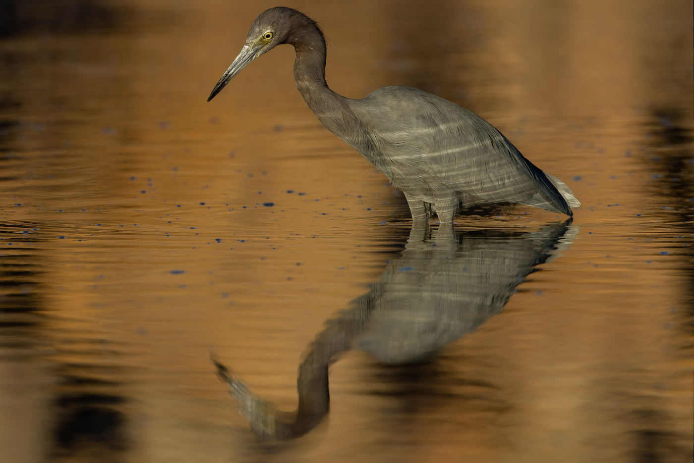 Little blue heron © Joachim Bertrands