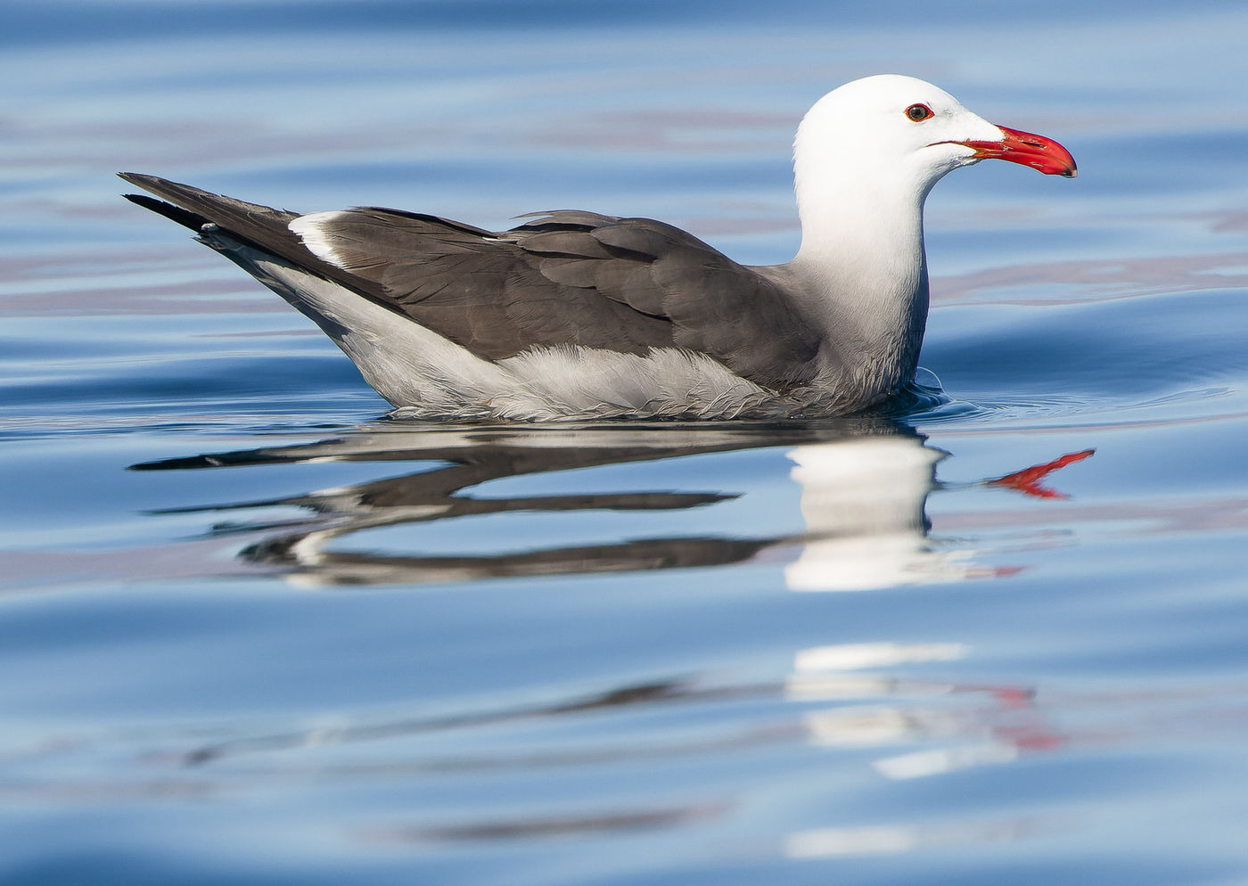 Heermann's gull © Joachim Bertrands